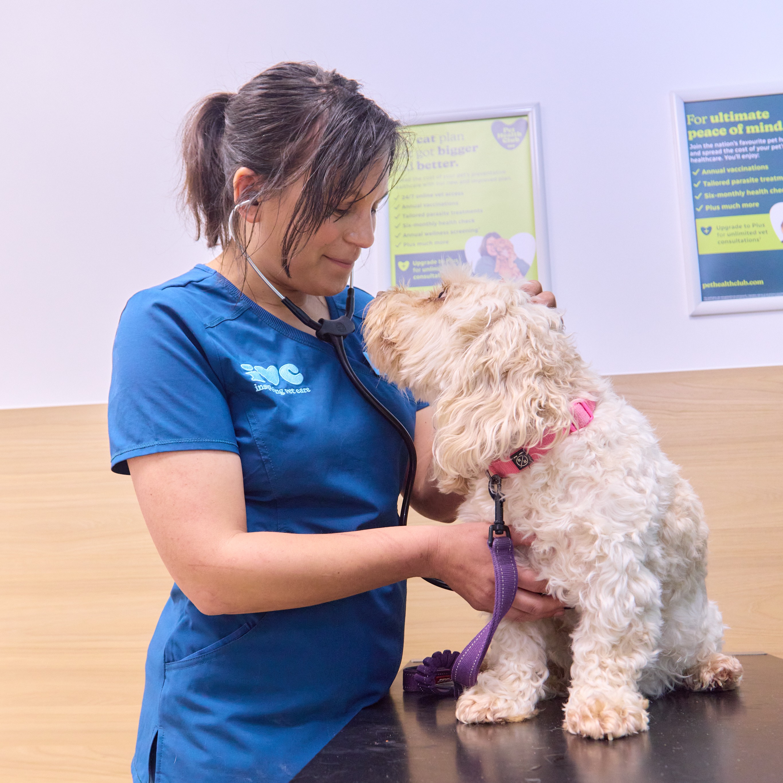 IVC vet consultation with white dog