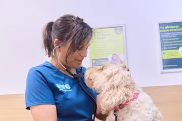 IVC vet consultation with white dog