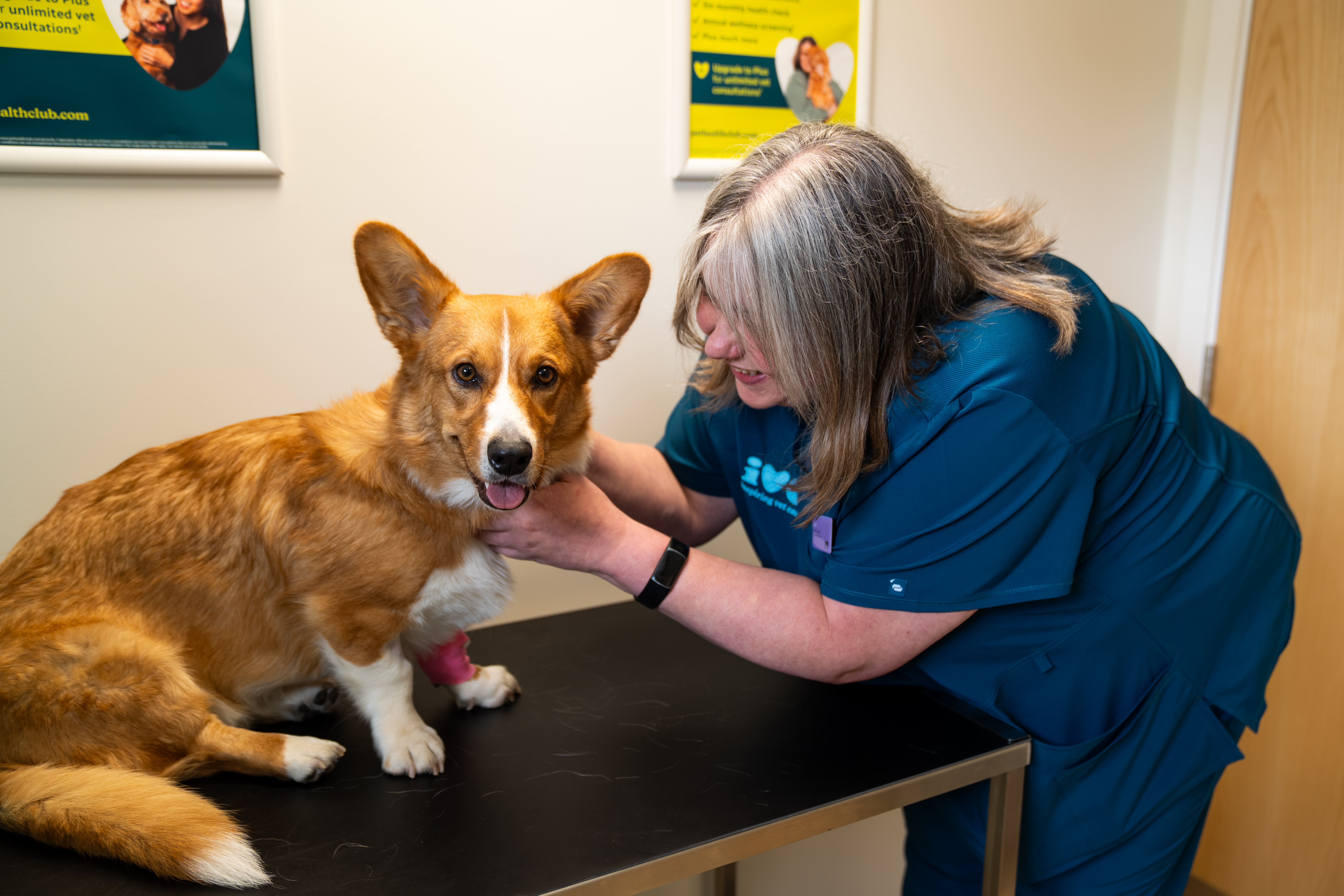 Dog at vets