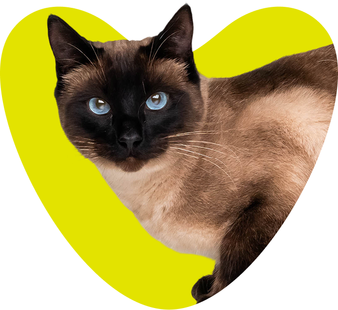 Happy dog with heart background