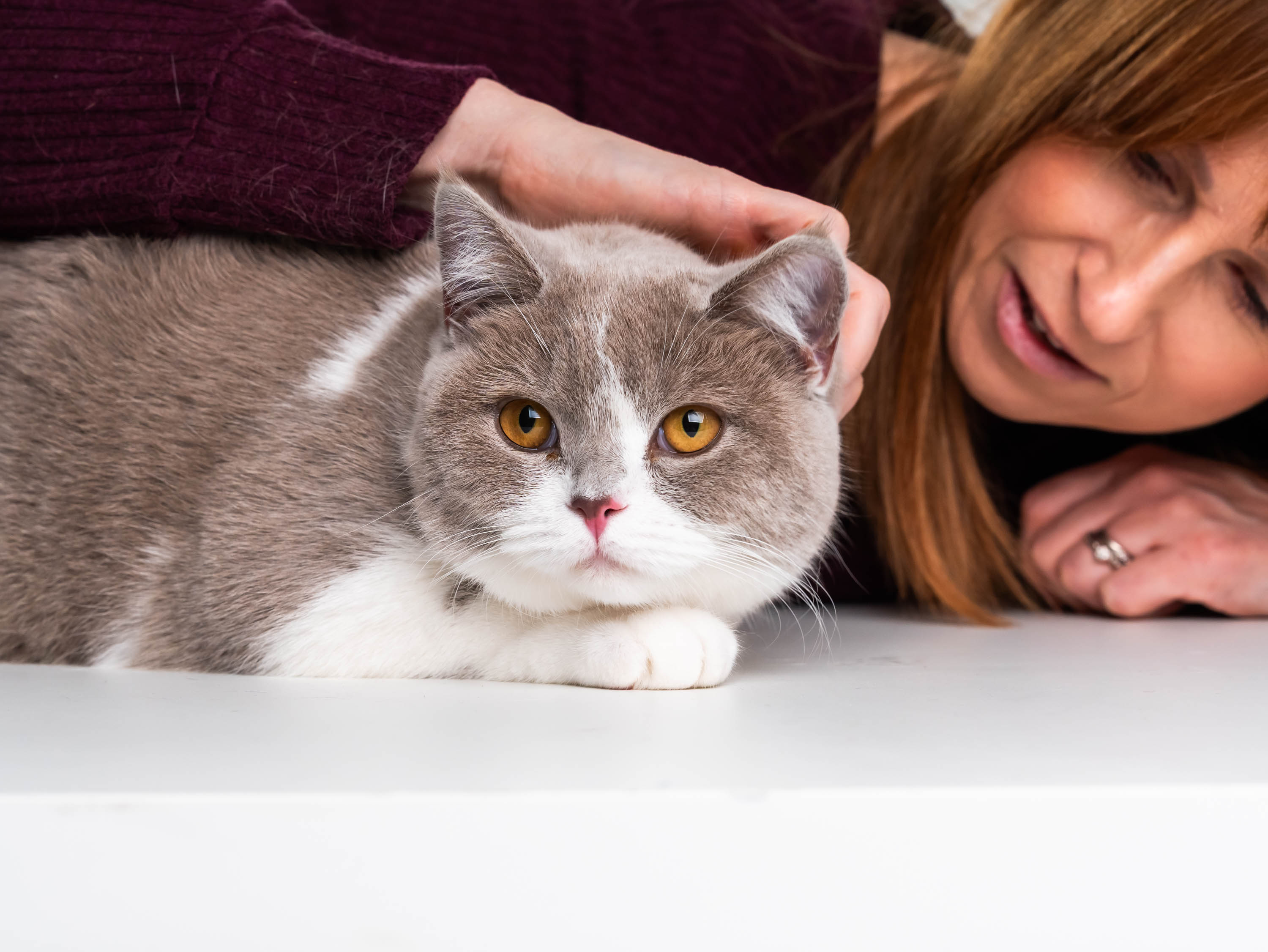 Cat receiving parasite treatment