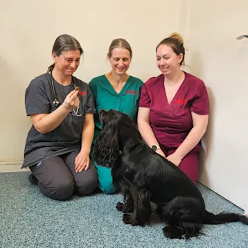 Abivale Veterinary Group, Wantage Team