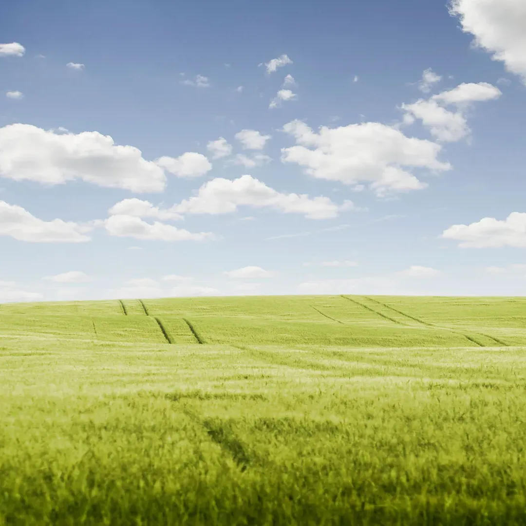 Sunny meadow and blue sky