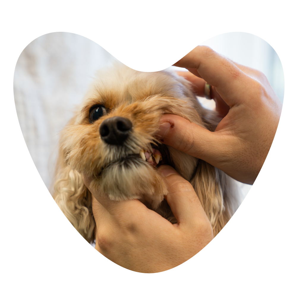 Dog dental check