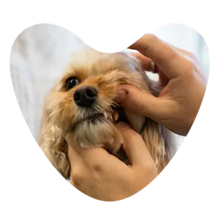 Dog dental check