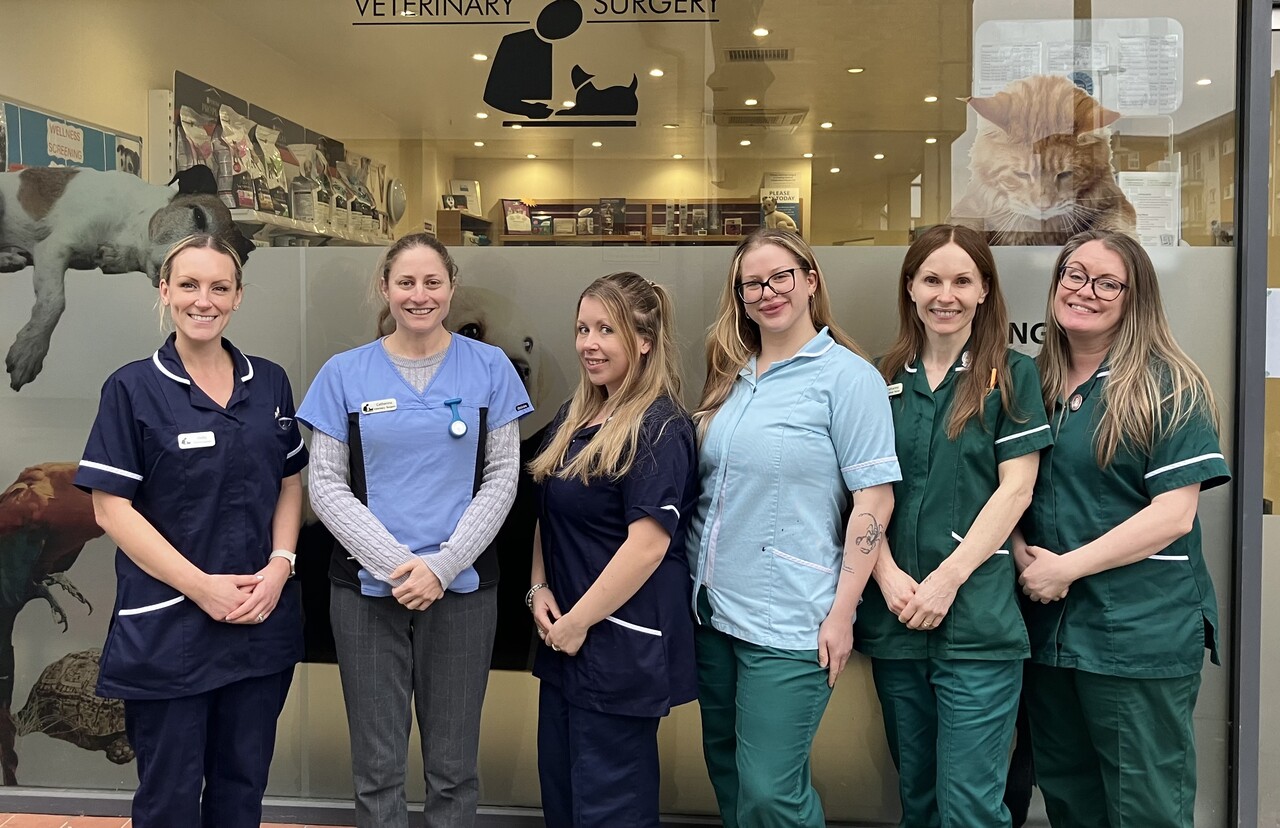 Bishops Veterinary Surgery Team