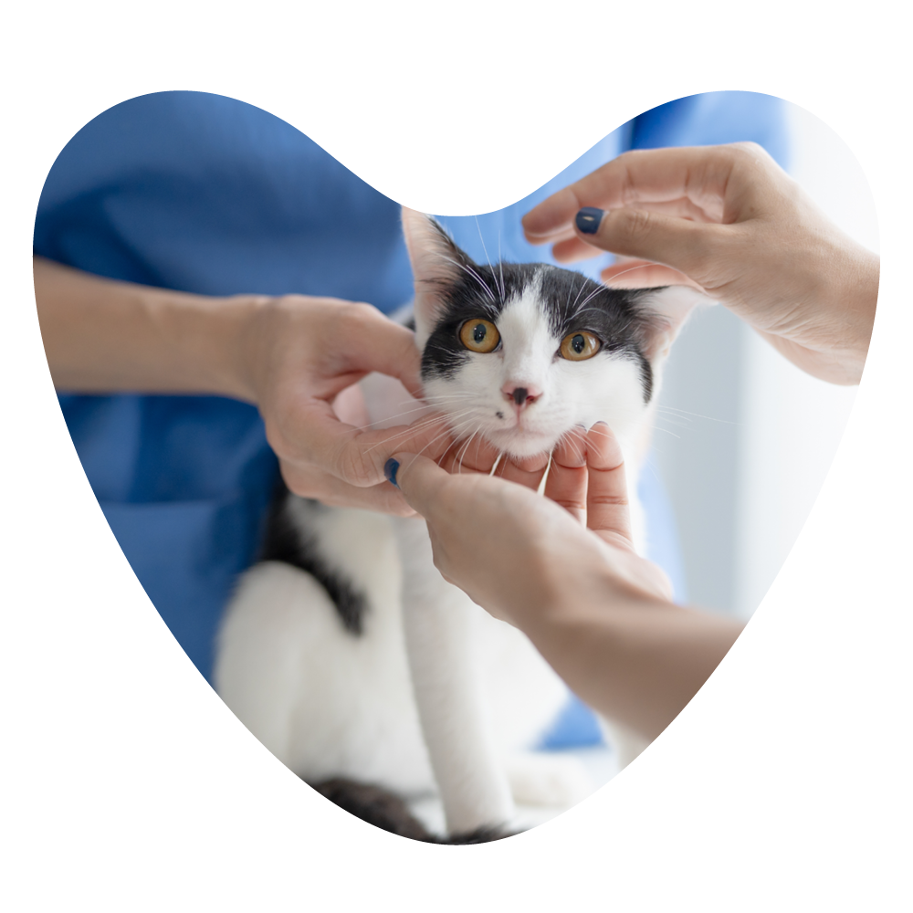 Web Images 1000x1000 Kitten Check