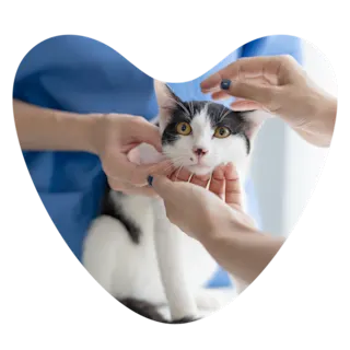 Web Images 1000x1000 Kitten Check