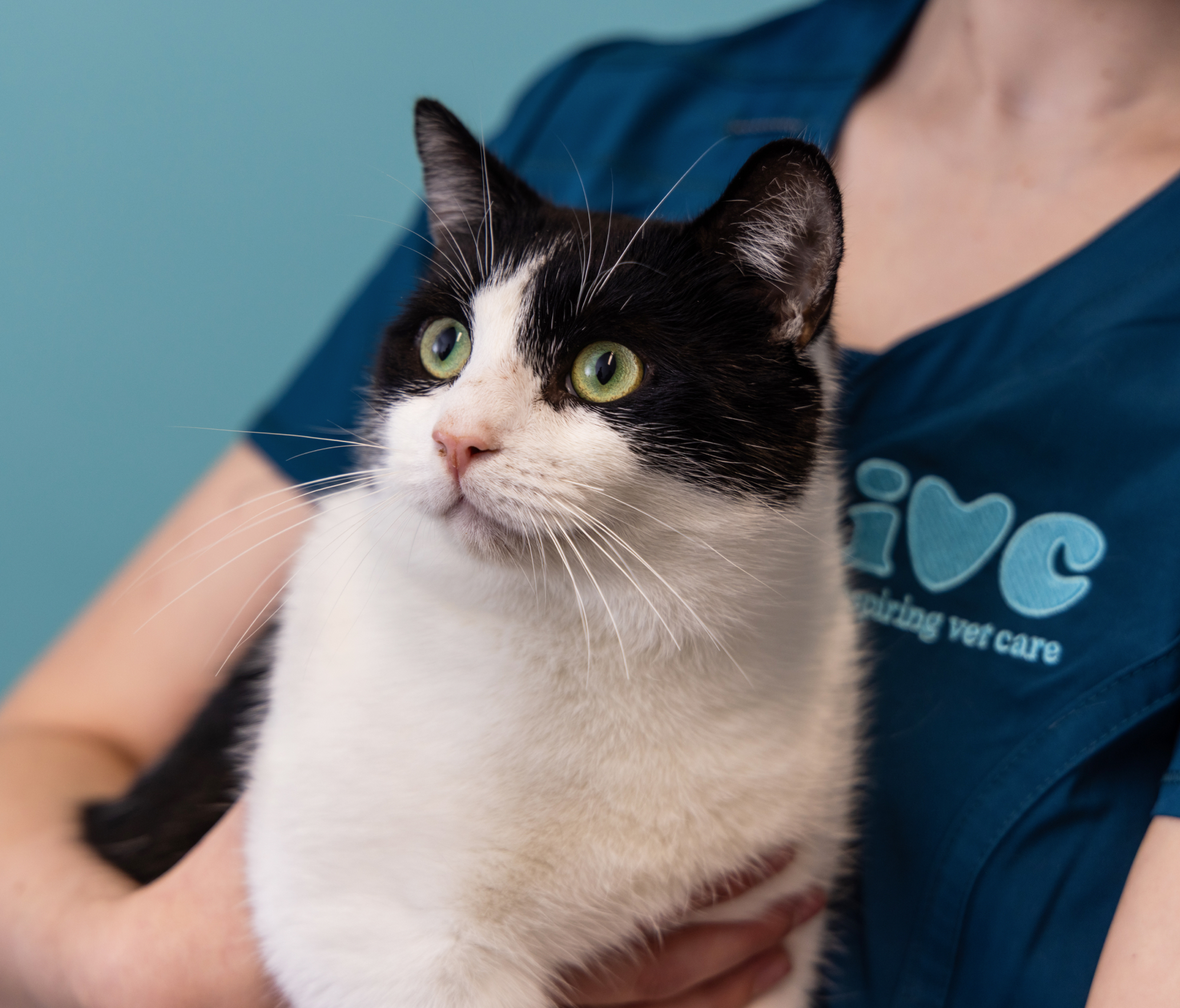 Black and white cat being held by IVC vet nurse.