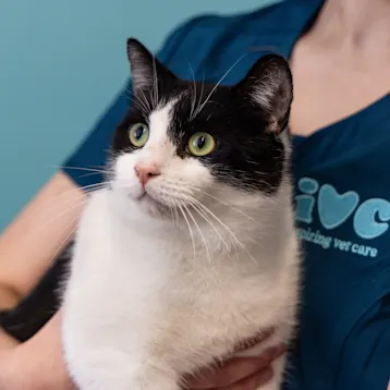 Black and white cat being held by IVC vet nurse.