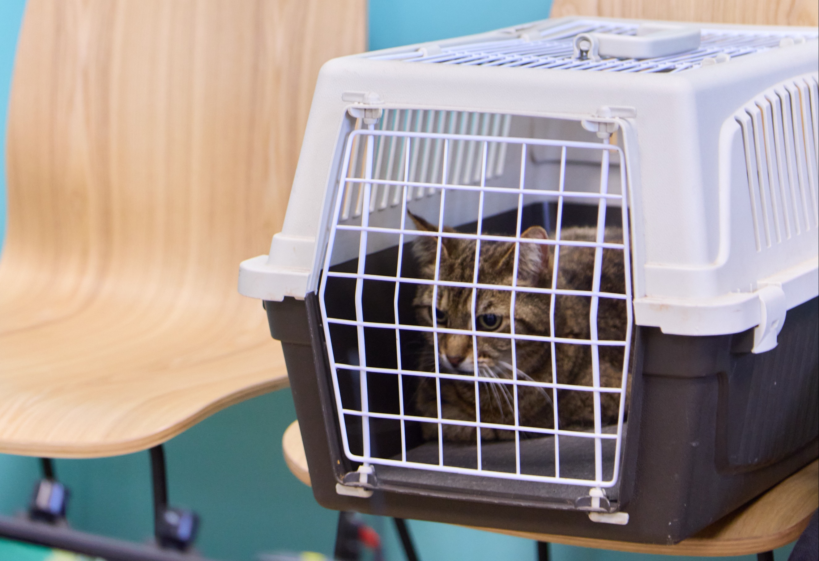 Animal Health Certificates hero