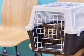Animal Health Certificates hero