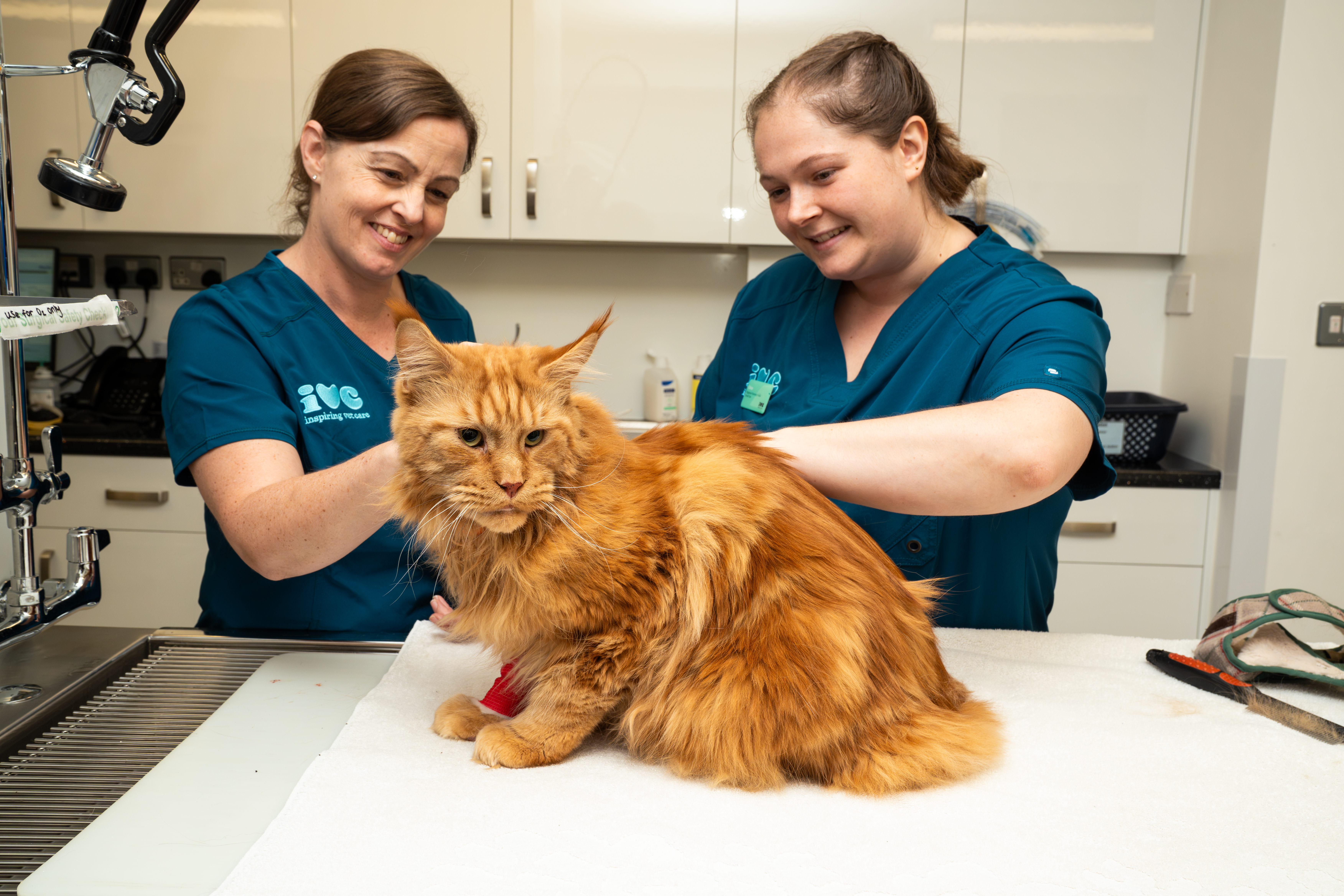 Nurse and vet with cat
