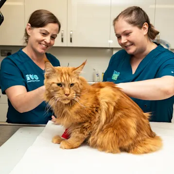 Nurse and vet with cat