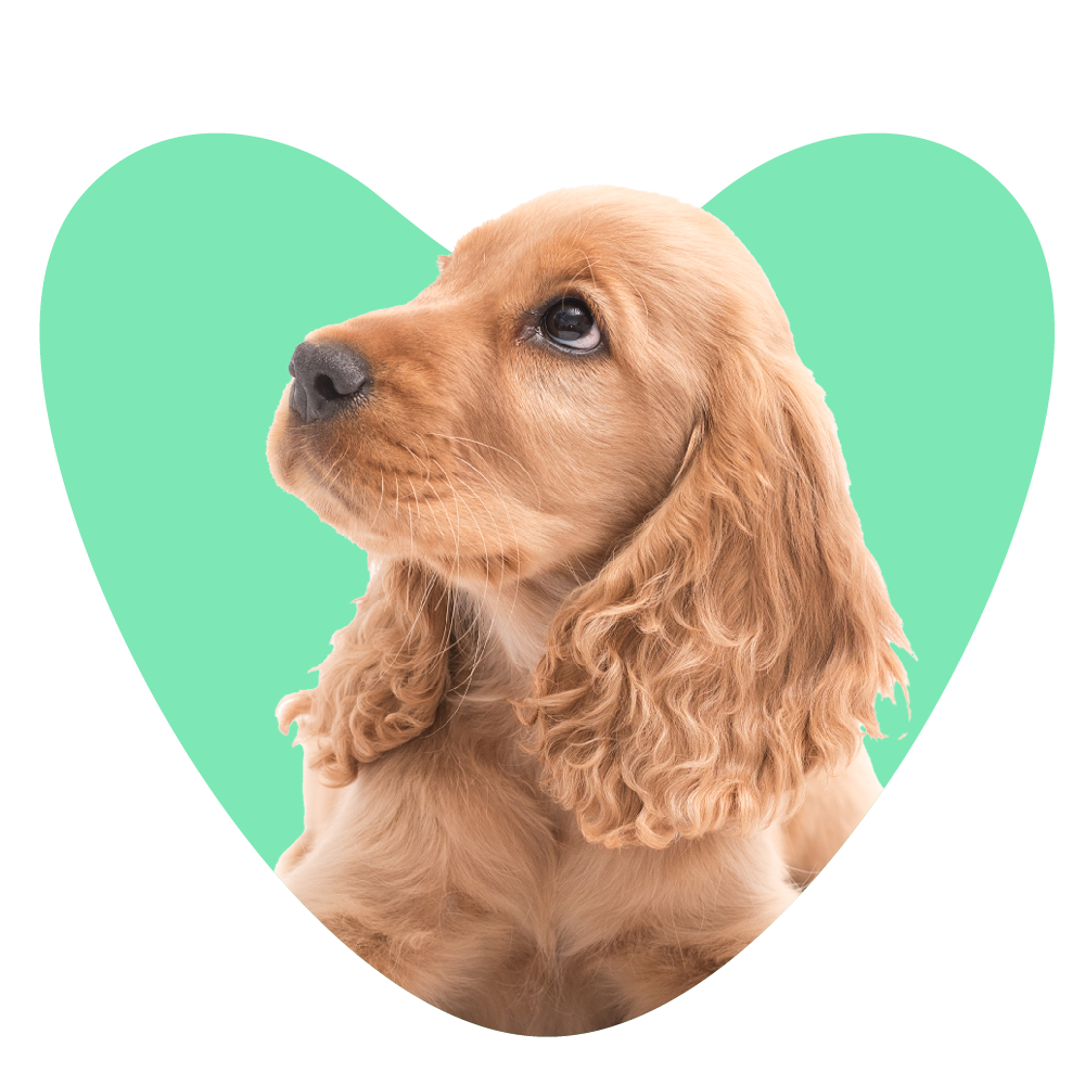 Web Images 1000x1000 Puppy2