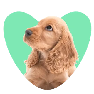 Web Images 1000x1000 Puppy2