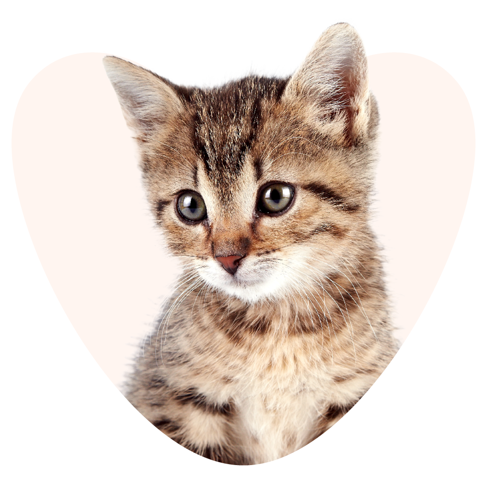 Kitten in a heart shape
