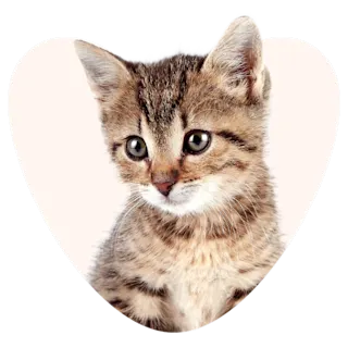 Kitten in a heart shape
