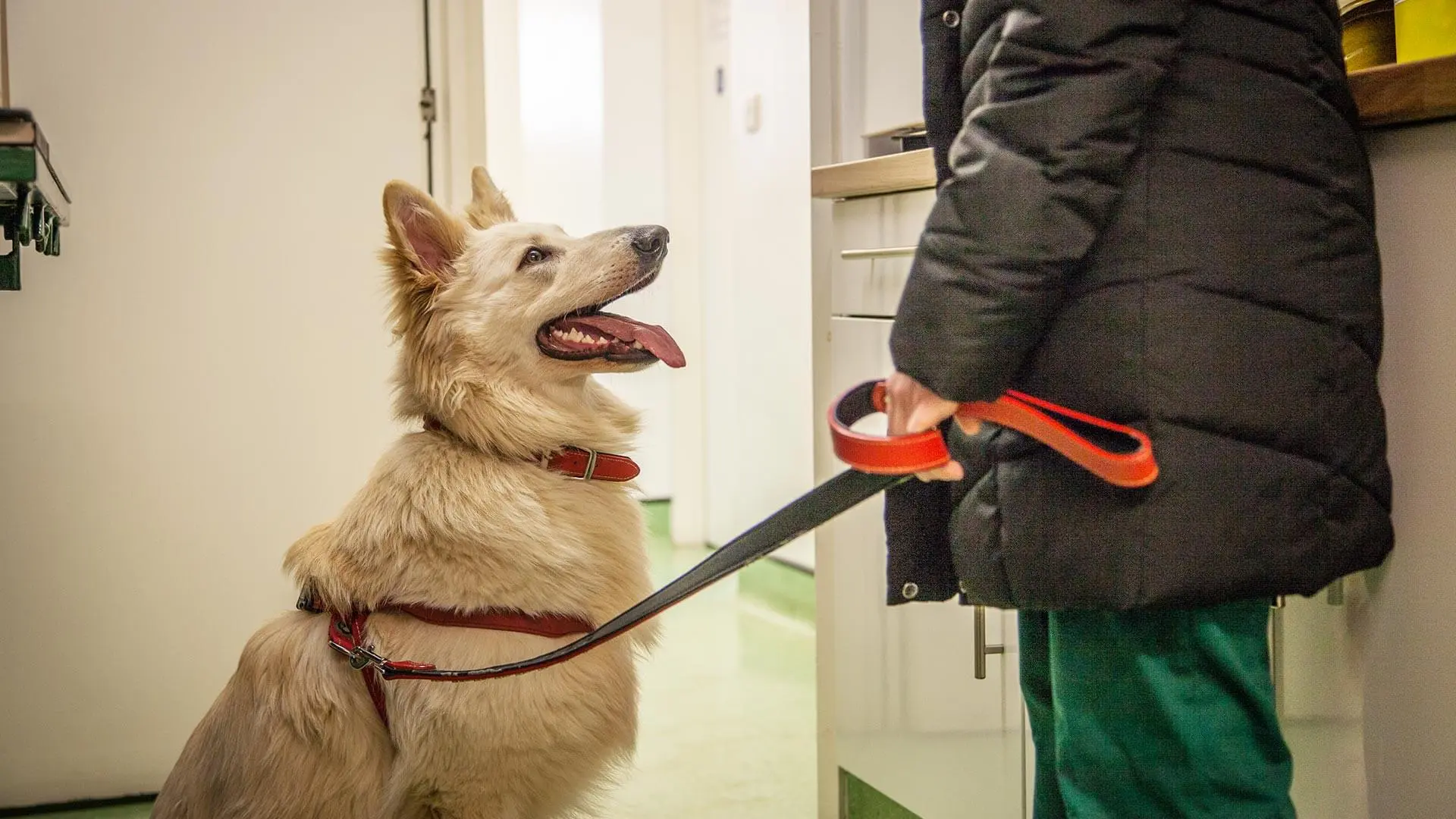 Acorn Veterinary Surgery, Hove Team