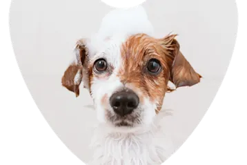 Web Images 1000x1000 Puppy Bath