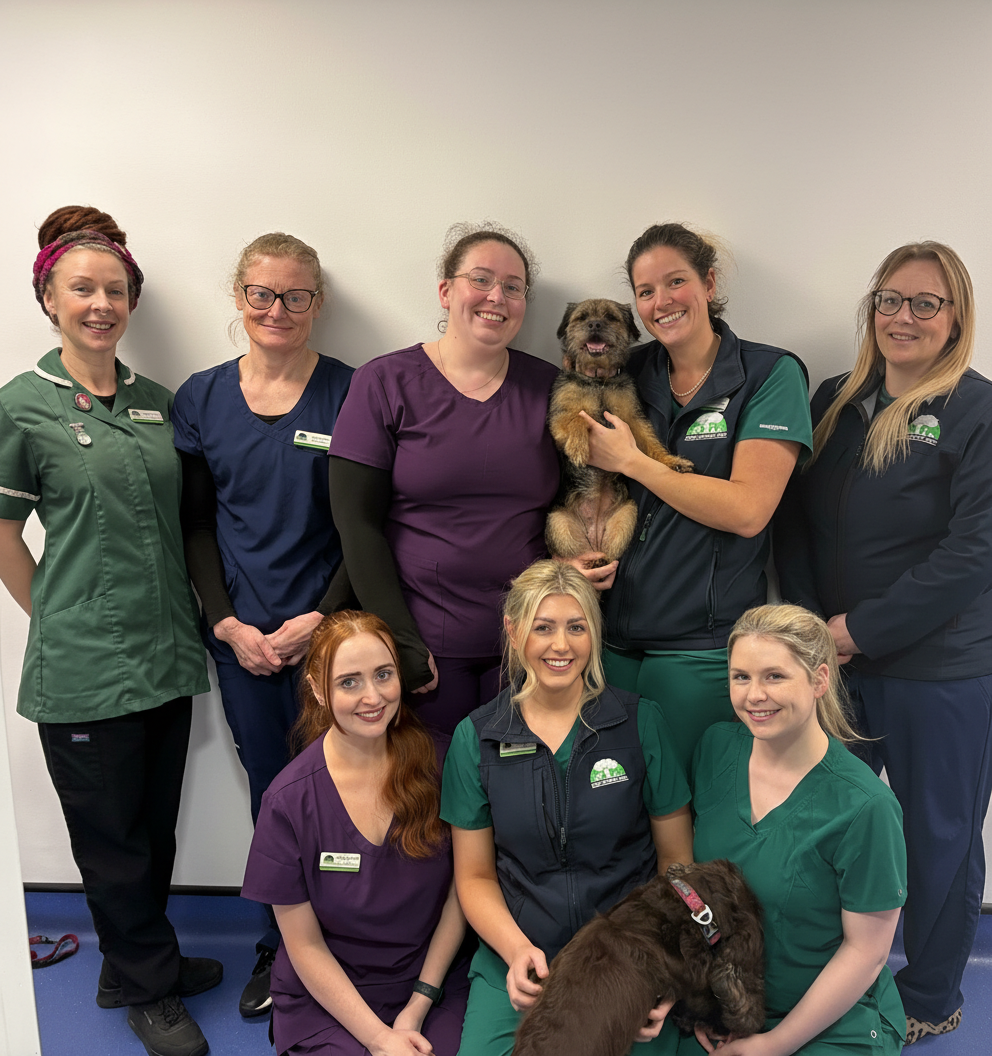 Forest Veterinary Group,  Swansea Team