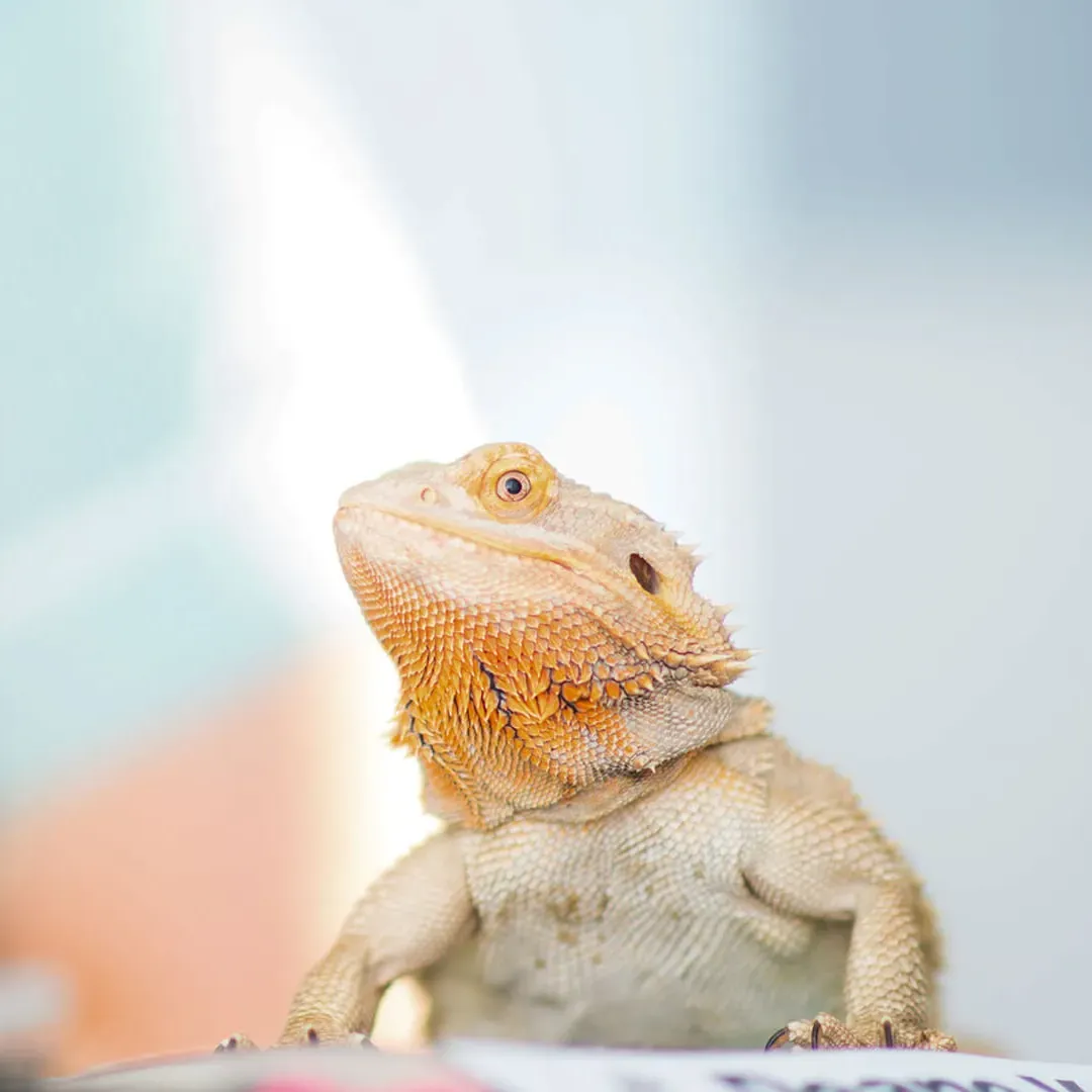 exotic pet on consultation table
