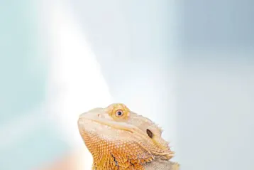 exotic pet on consultation table