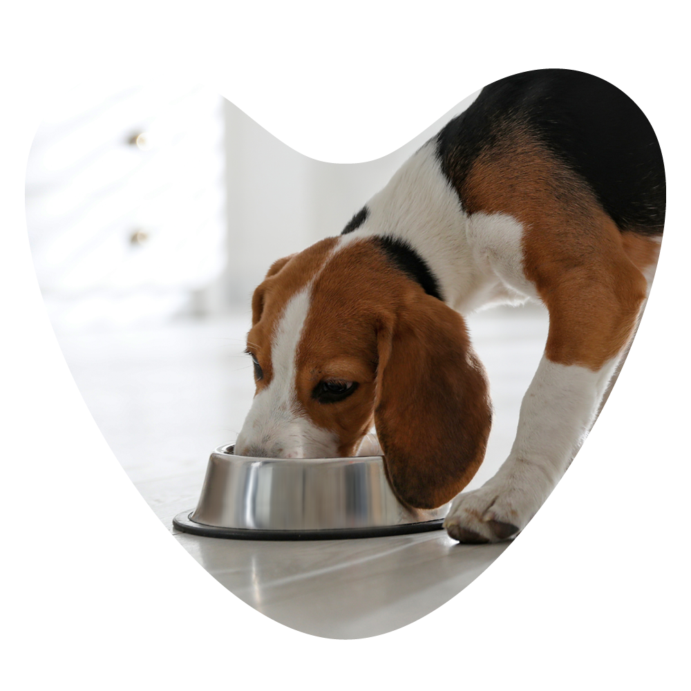 Web Images 1000x1000 Puppy Nutrition