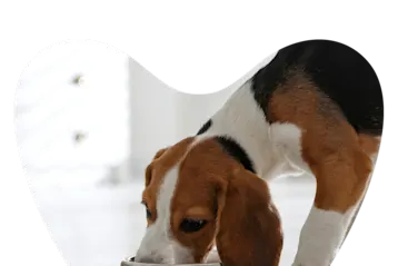 Web Images 1000x1000 Puppy Nutrition