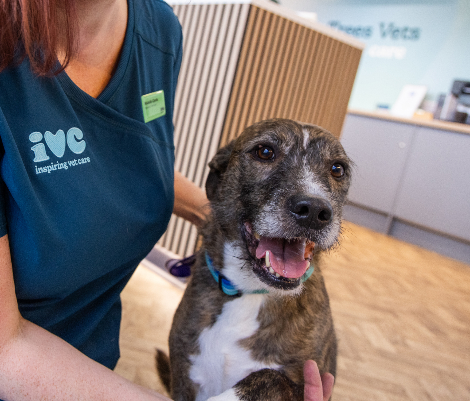 A dog being cared for by an ivc veterinary nurse.