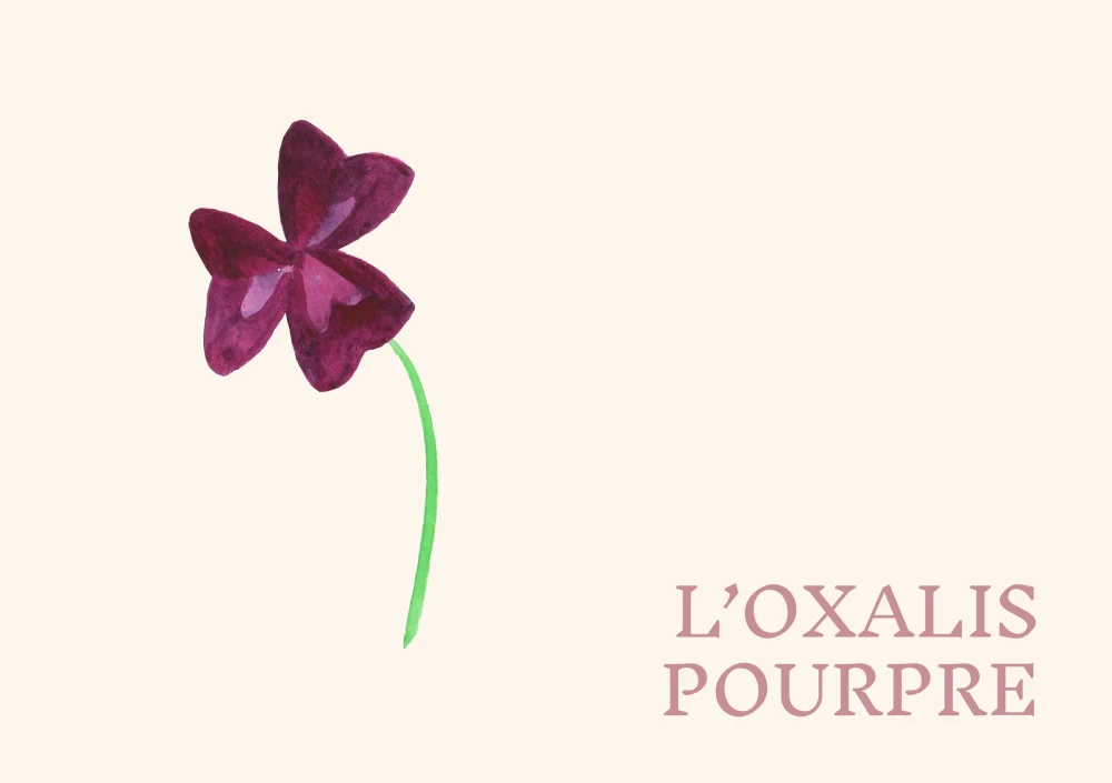 Article-cuisinesauvage-oxalis-pourpre-LorineHennebelle-2021