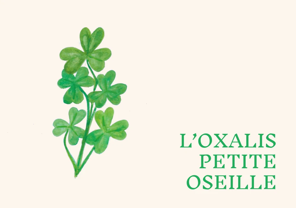 Article-cuisinesauvage-oxalis-petiteoseille-LorineHennebelle-2021