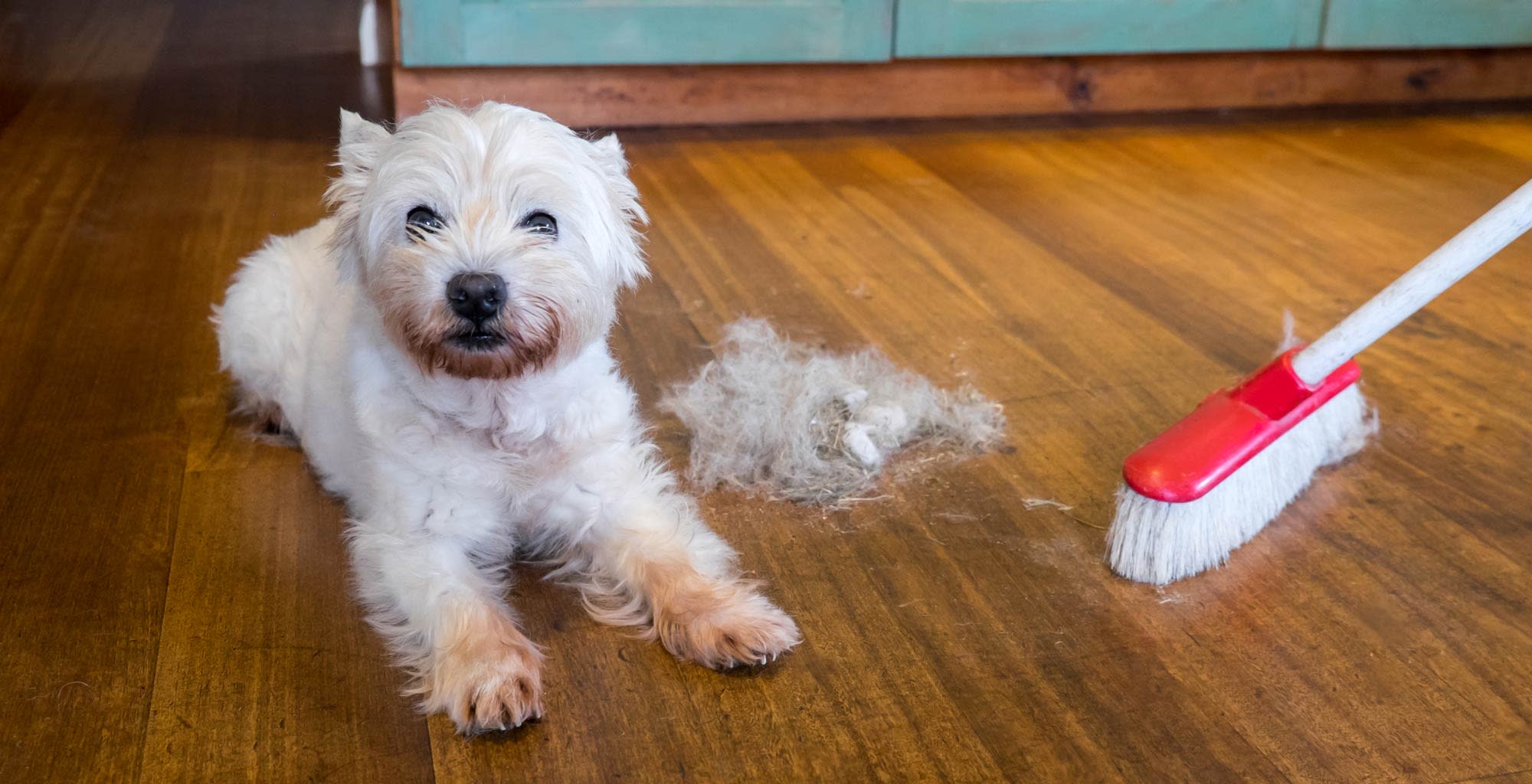 Un perro junto a una escoba y una gran cantidad de pelos en el piso