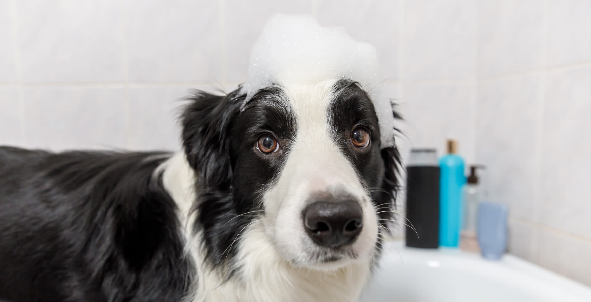 Un perro dentro de una ban  era con espuma en su cabeza