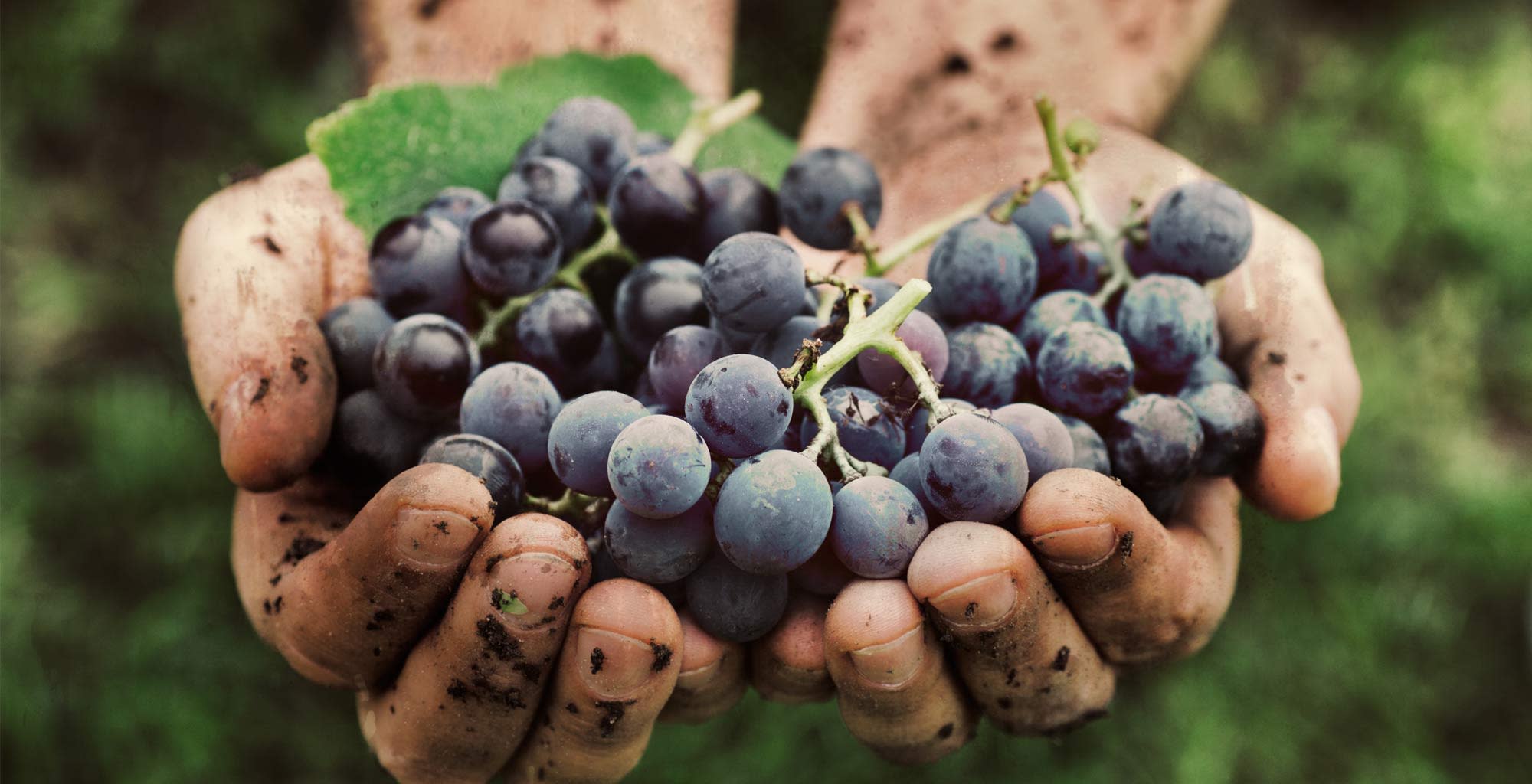 Dos manos manchadas de tierra y sosteniendo varias uvas.