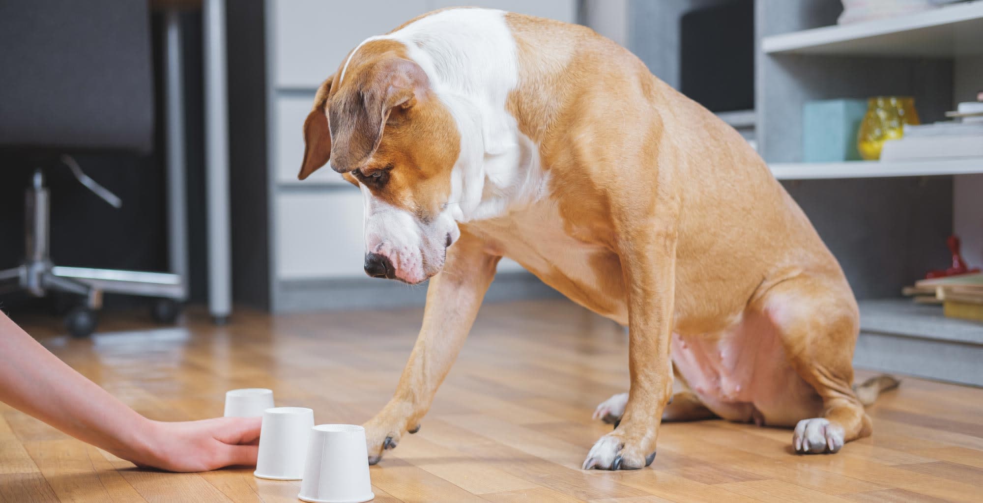 Un perro jugando dentro de una casa