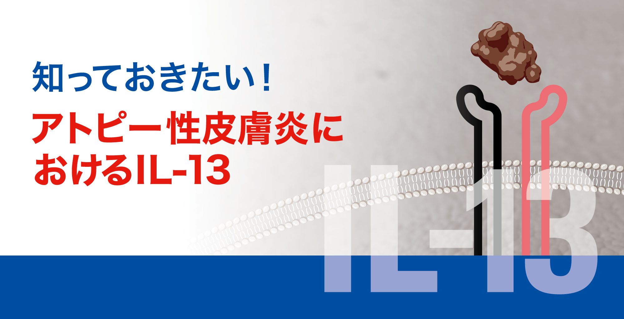 知っておきたい！アトピー性皮膚炎におけるIL-13