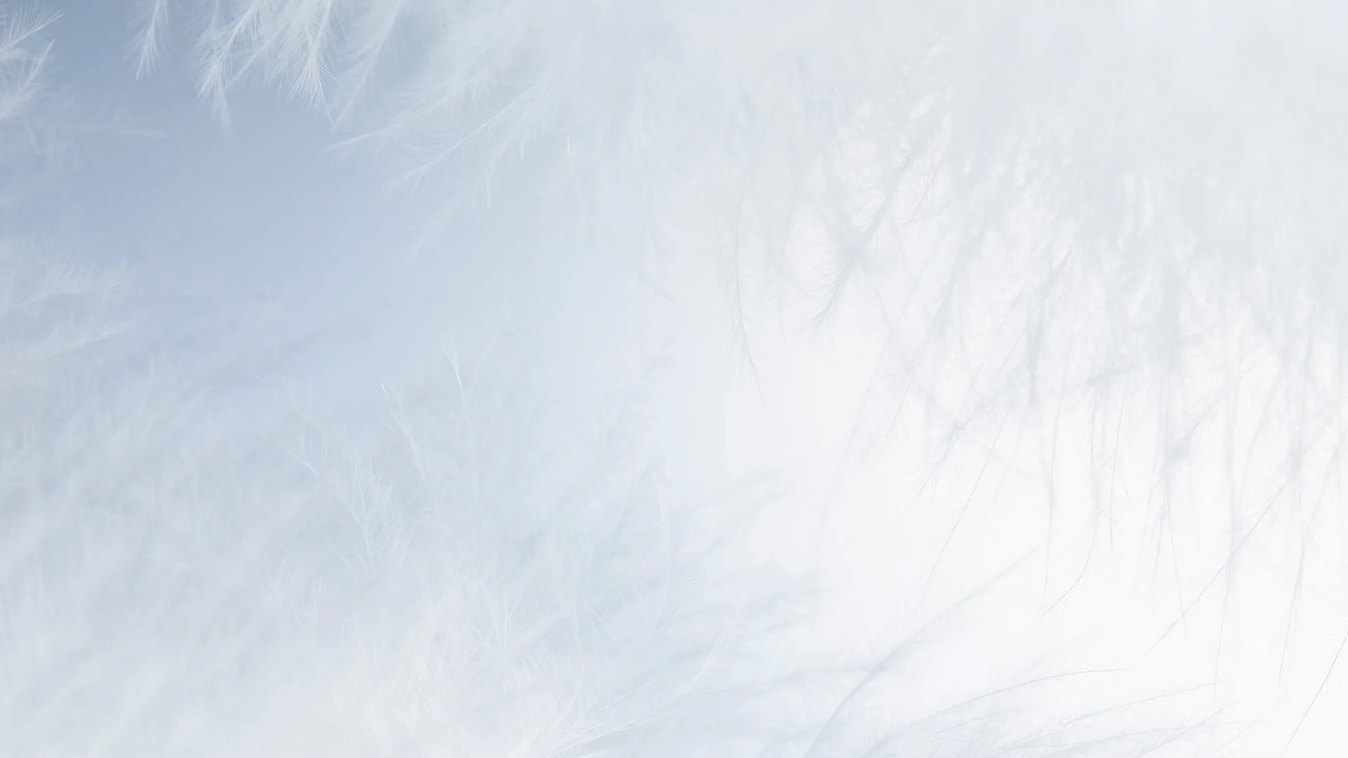 Soft, white, delicate feathers with fine wispy strands fill the image, creating a light and airy texture against a pale blue and white background. The overall effect is gentle and ethereal.
