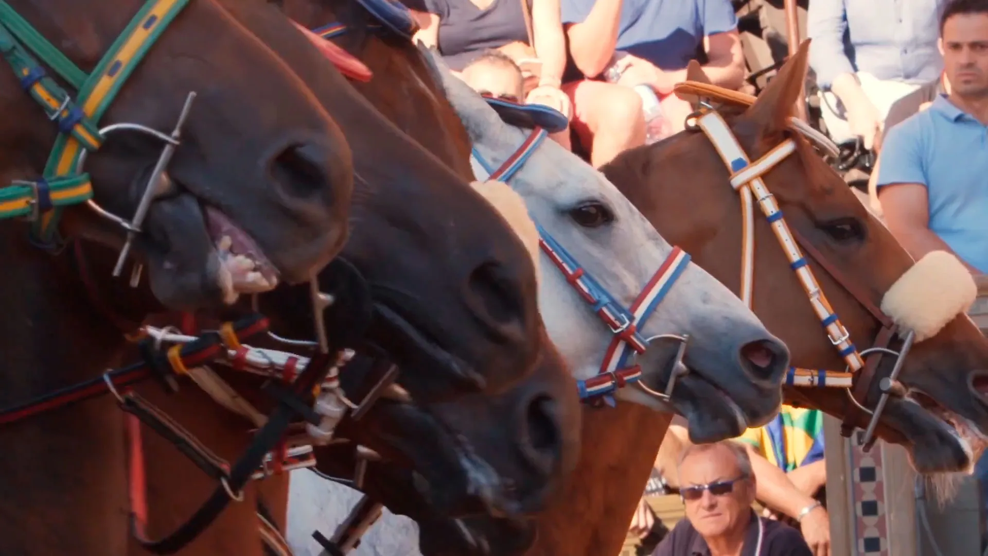Close-up of several horses lined up at a race starting line, wearing bridles with colorful straps. Spectators in casual clothing watch in the background.