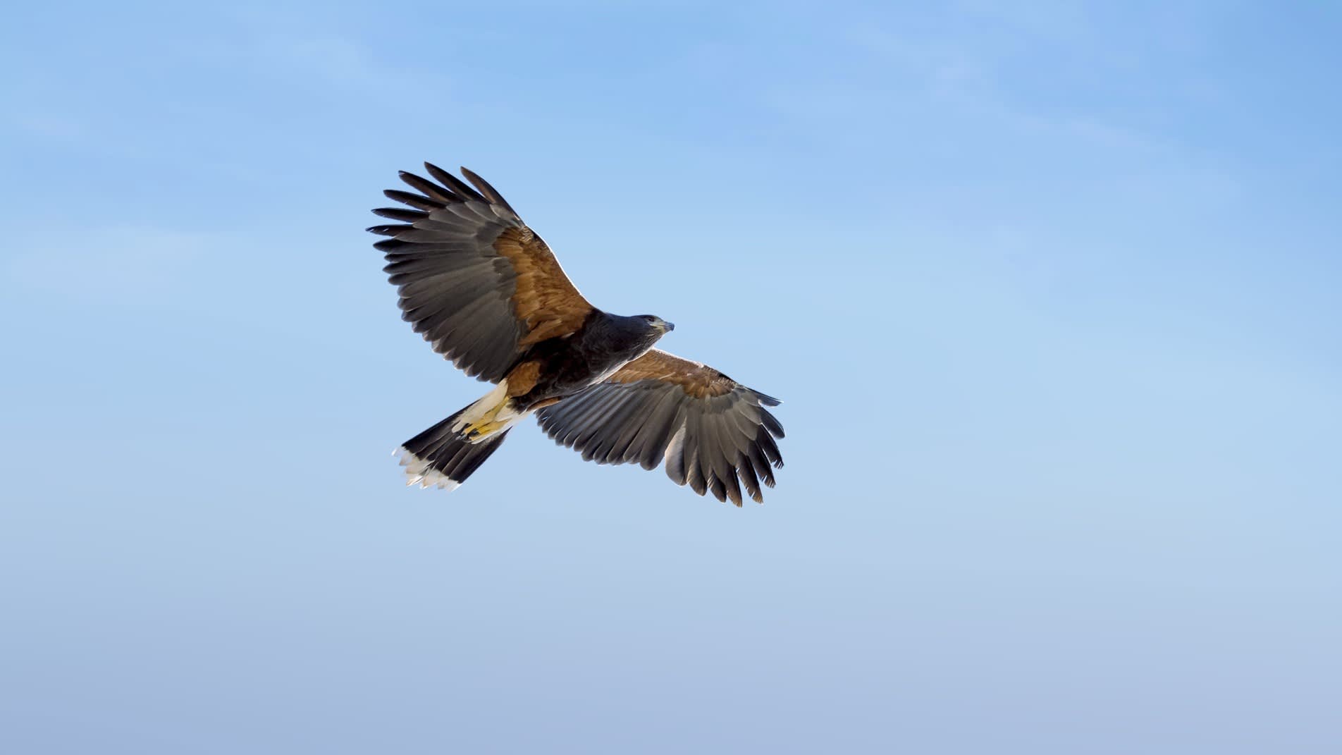 A brown and black bird of prey soars with wings outstretched against a clear blue sky.