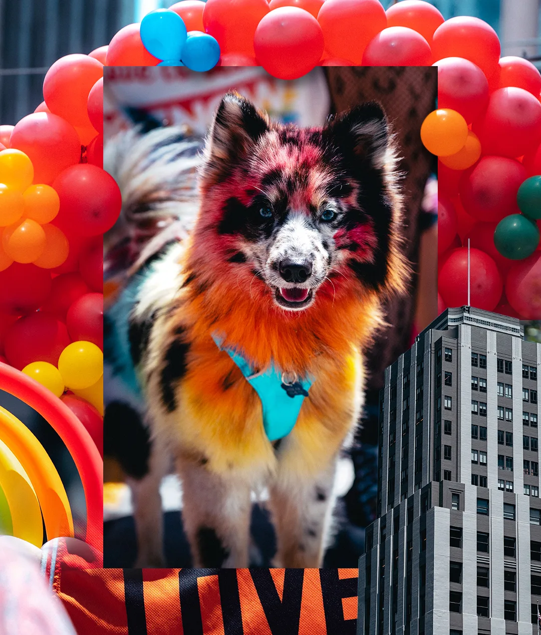 A dog with colorful, rainbow-dyed fur and a blue harness stands in front of a vibrant arch of red, orange, and yellow balloons, with a tall city building visible in the background.