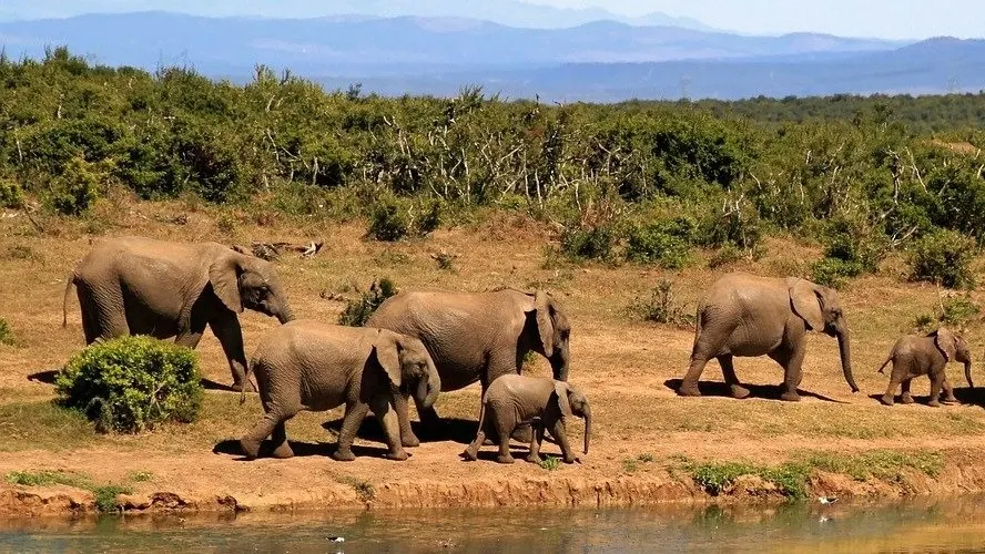 A herd of elephants, including adults and calves, walk together along a dirt path beside a body of water. Green shrubs and distant mountains are visible in the background under a clear sky.