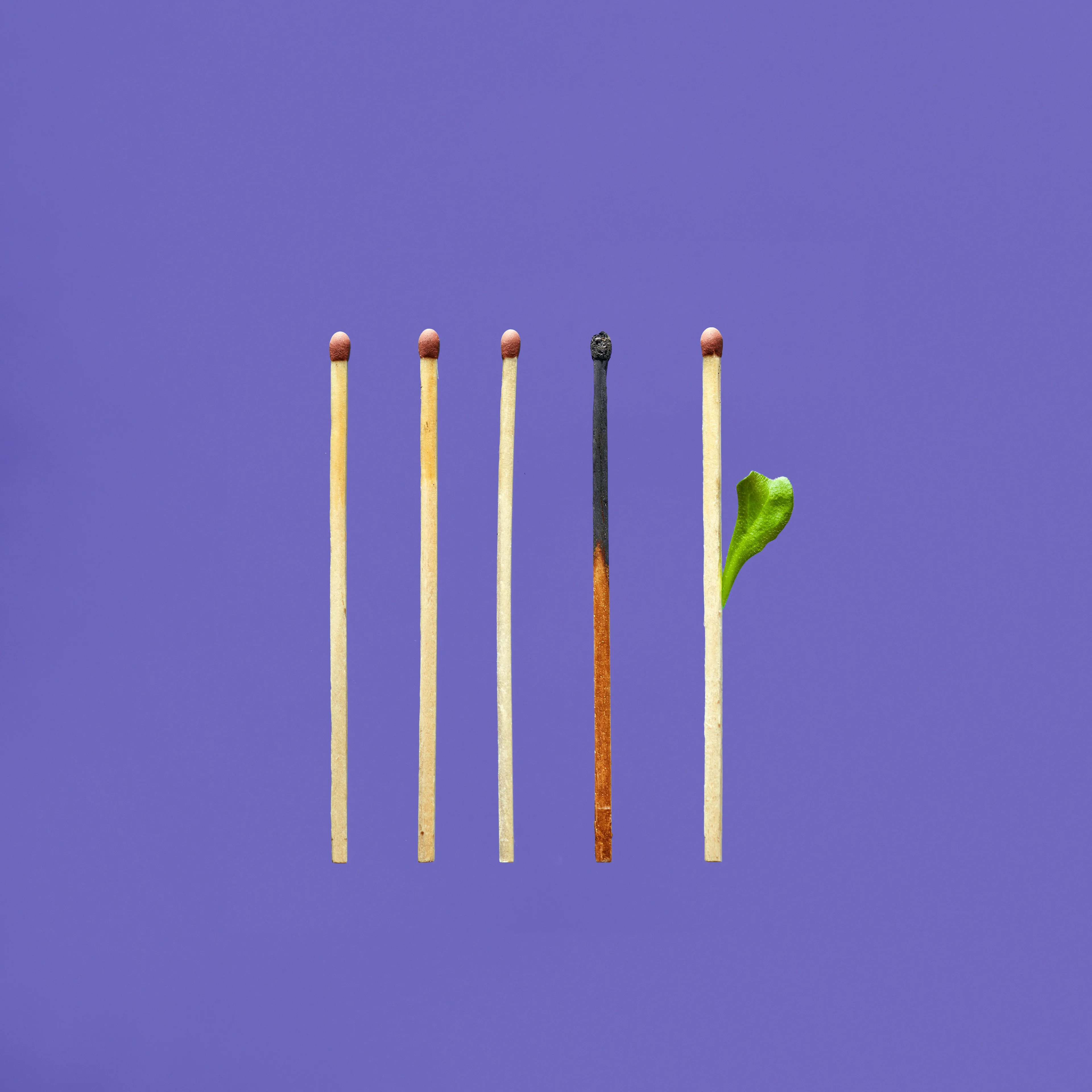 Five matches stand upright on a purple background; the middle match is burnt, and the match to its right has a green leaf sprouting from it.