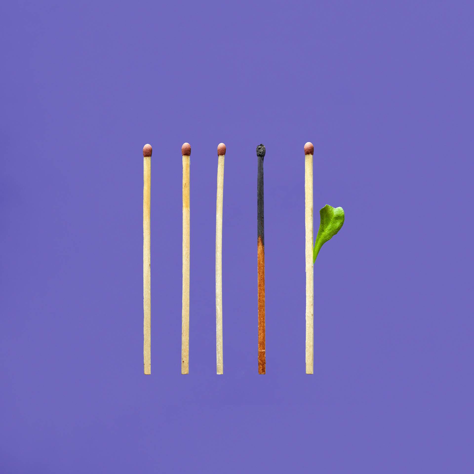 Five matches stand upright on a purple background; the middle match is burnt, and the match to its right has a green leaf sprouting from it.