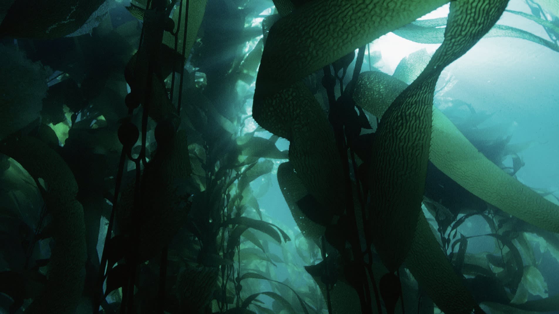 Sunlight filters through dense, tall strands of kelp underwater, creating a greenish, dappled effect as the long, wavy leaves sway gently in the ocean current.