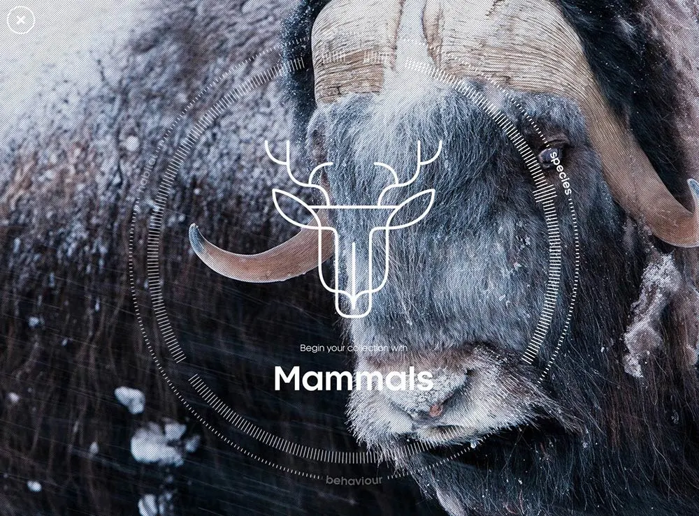 Close-up of a musk ox in snowy surroundings, overlaid with a white graphic of a deers head, circular lines, and the word Mammals in bold text at the center.