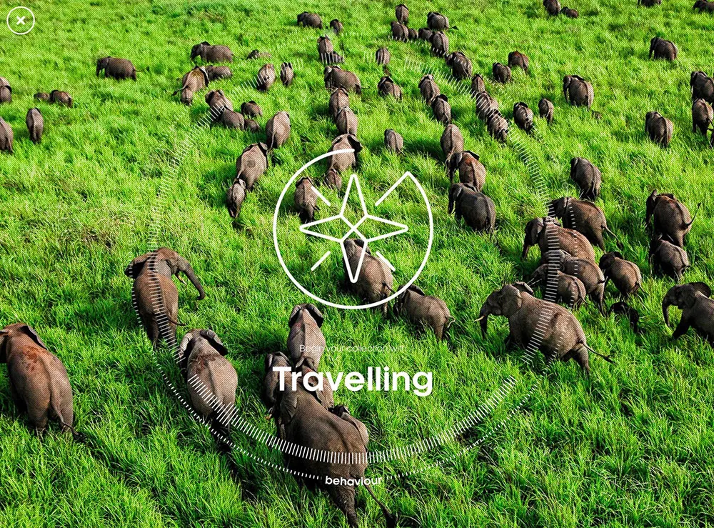 Aerial view of a large herd of elephants walking through green grass, overlaid with a white compass graphic and the word Travelling in bold text at the center.