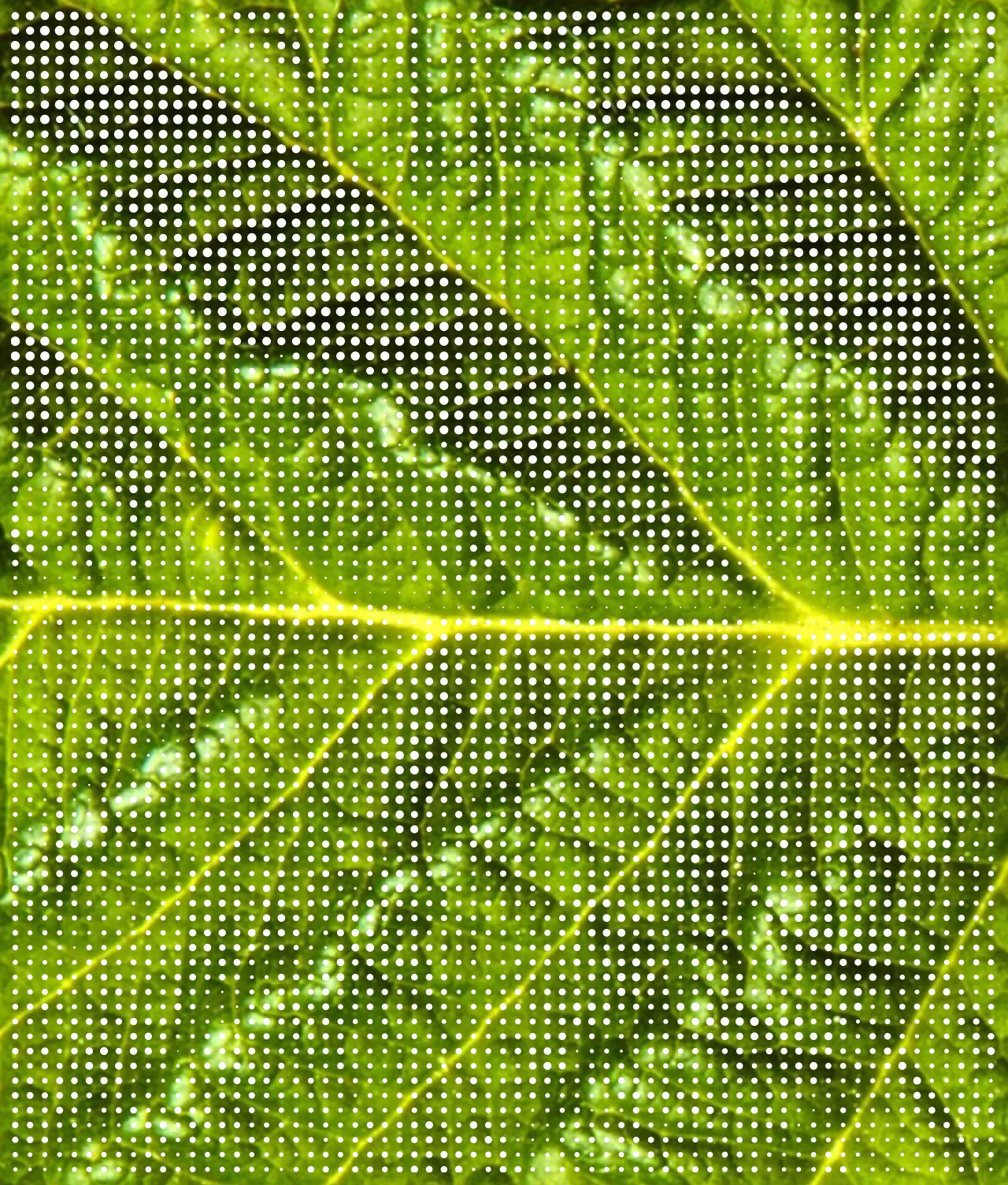 A close-up of a green leaf with visible veins, overlaid with a grid of small white dots arranged in neat, evenly spaced rows and columns.