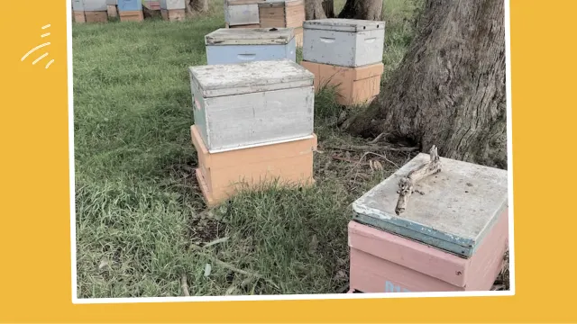 Several pastel-colored beehive boxes are arranged on grassy ground near tree trunks, suggesting an outdoor apiary. The image is bordered by a yellow and white graphic frame.