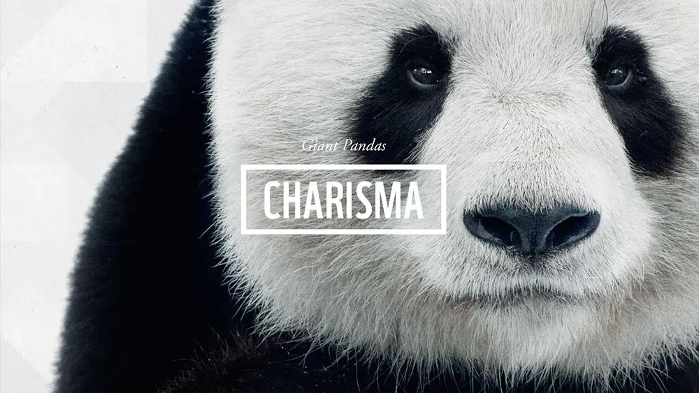 Close-up of a giant panda’s face with the word “CHARISMA” in bold white letters and “Giant Pandas” in smaller text above it. The pandas black and white fur is clearly visible.